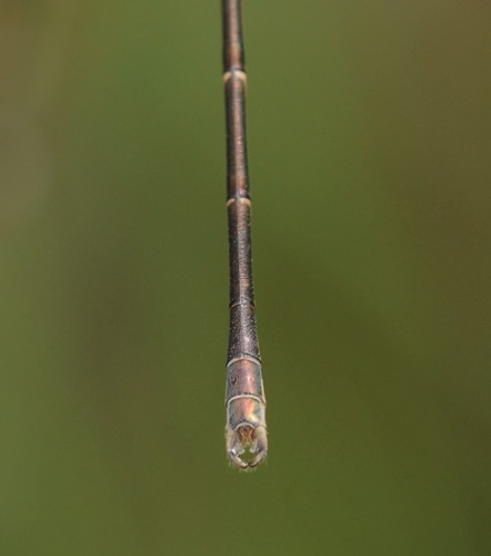 Lestes congener (Spotted Spreadwing) - male Lestes congener (Spotted Spreadwing) - male